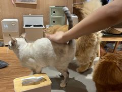 -MOCHA明星猫咖(田子坊店)