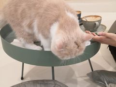 -飞行喵MR PILOT|猫舍·猫咖(静安大融城店)