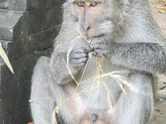 -塔曼阿扬寺/母神庙