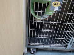-瑞派天使宠物医院·神经外科·骨科·核磁(洛川中路店)