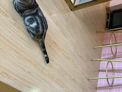 -Sweet cat·星愿猫咖(国贸大厦店)