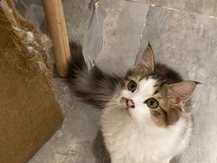 -楼上猫咖(罗湖店)