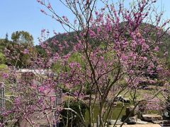 -桃花岭景区