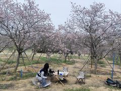-天适樱花悠乐园