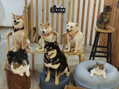 -柴迷FANS CLUB·柴犬狗咖·猫咖