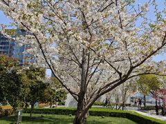 -北外滩滨江绿地