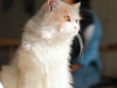 -平行世界·猫咖(首经贸店)