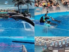 -海合安成都极地海洋公园