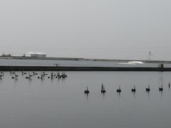 -碧海金沙
