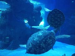 -成都浩海立方海洋公园