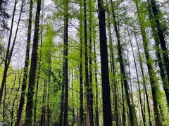 -上海共青森林公园