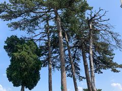 -黄龙山原始森林景区