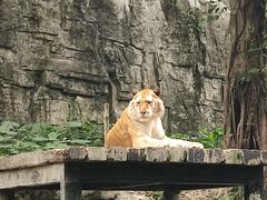 -广州长隆野生动物世界
