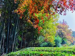 -敬亭山风景名胜区