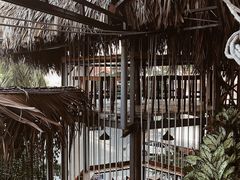 -Rainforest