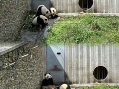 -卧龙中华大熊猫苑神树坪基地