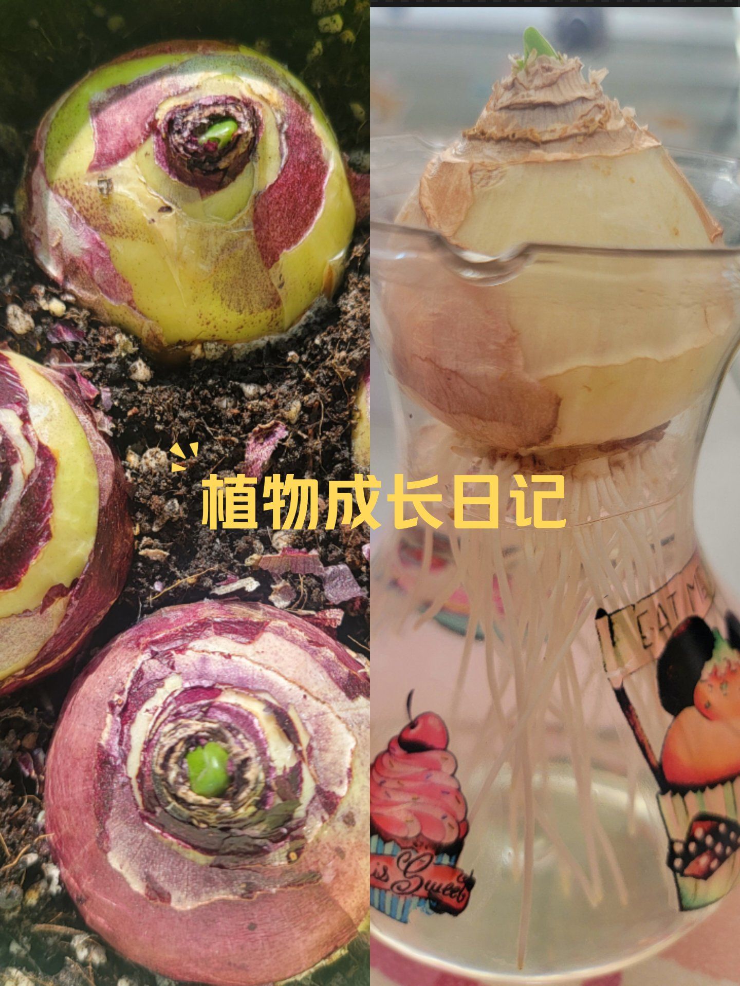 风信子成长记录