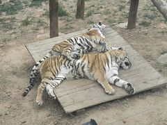 -大连森林动物园