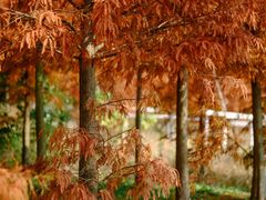 -上海海湾国家森林公园