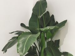 -COTTON CAFE(德信·中外公寓店)