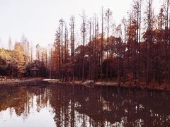 -上海滨江森林公园