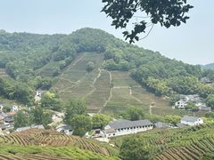 -阿巧茶庄