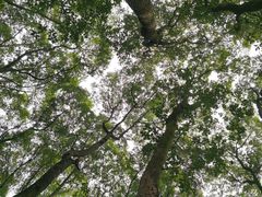 -铁山坪森林公园