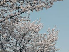 -顾村公园