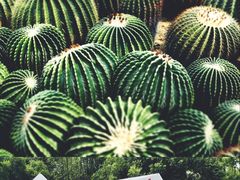 -深圳仙湖植物园