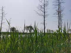 -苏州太湖湖滨国家湿地公园