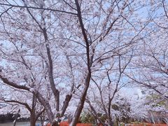 -高东镇樱花园