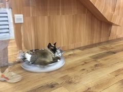 -袖虎·猫馆(体育西路店)