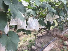 -马陆小张葡萄园农家乐