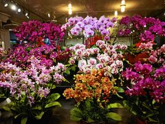 -双季花艺园艺市场(浦东店)