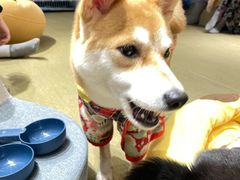 -逗柴咖啡屋·狗咖猫咖宠物桌游