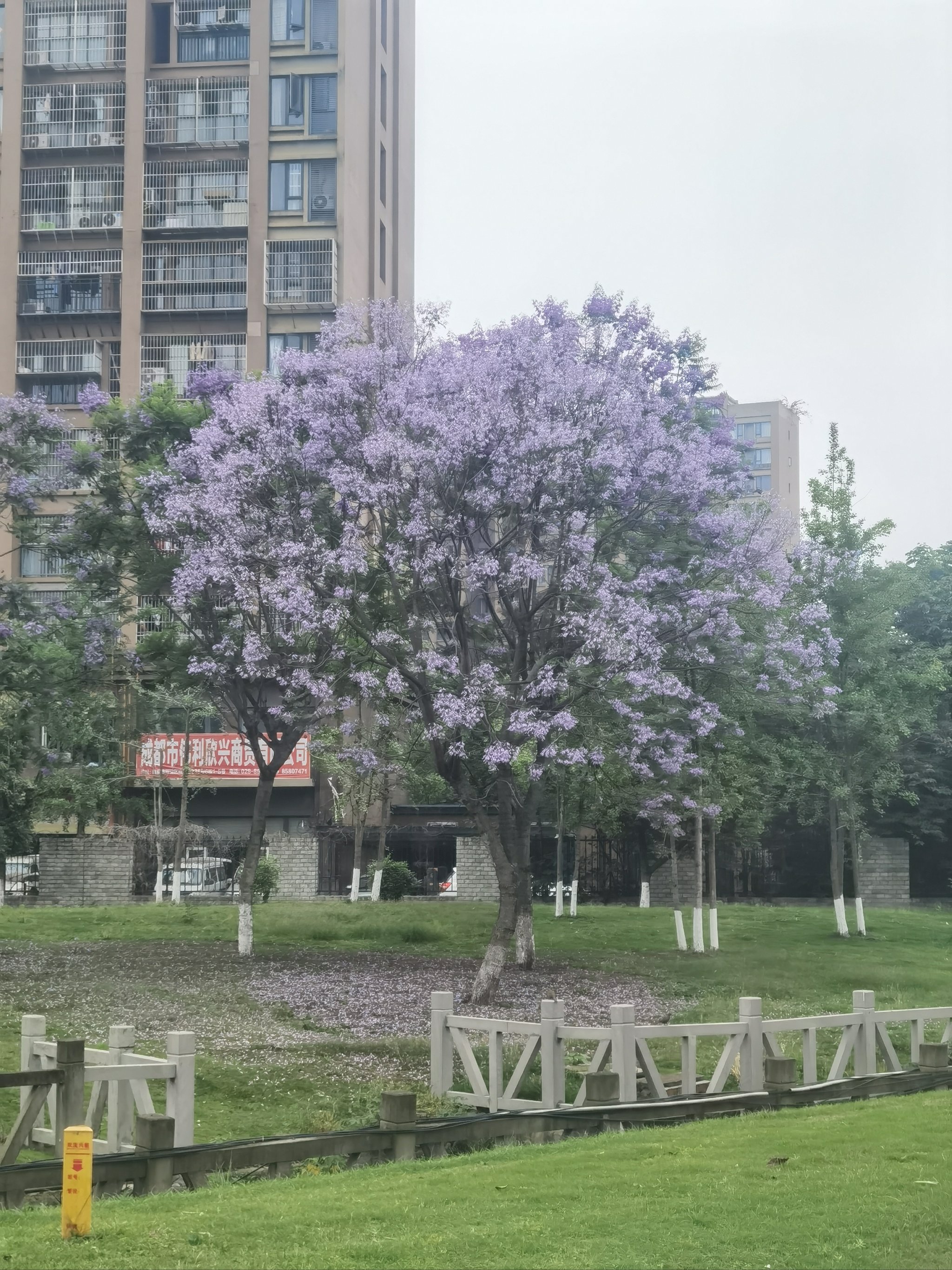 蓝楹花