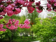 -莱阳濯村樱花园