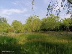 -莲花池公园