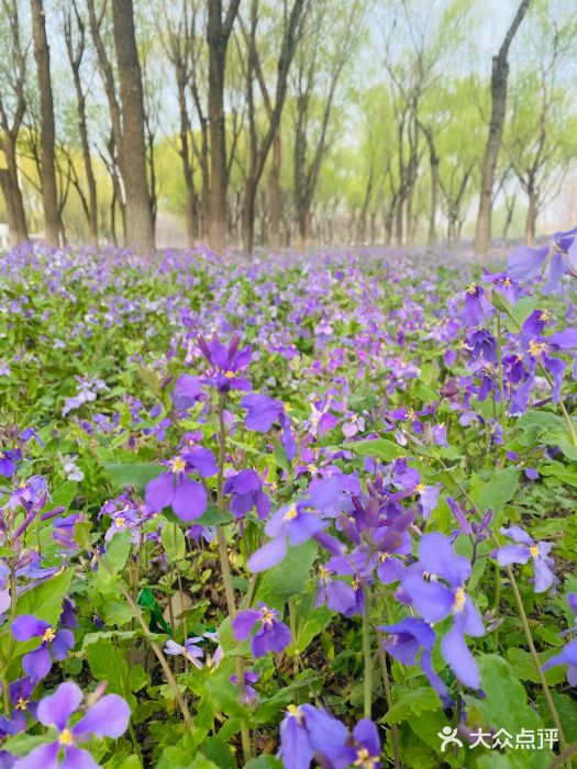 坝河休闲公园图片
