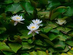 -承德避暑山庄景区