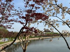 -羊山湖公园