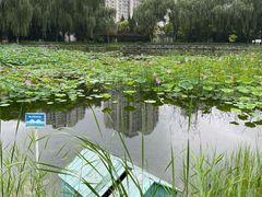 -望湖公园
