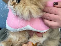 -伟伟宠物医院·瑞派猫友好医院·猫科(光谷店)