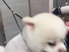 -宠福鑫康馨动物医院·骨科·眼科