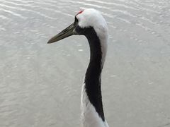 -盐城丹顶鹤湿地生态旅游区