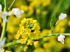 -昆山城市生态森林公园