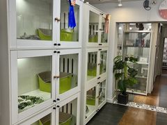 -青奢宠物·青奢猫舍