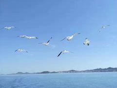 -长岛万鸟岛