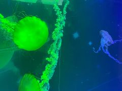 -海合安武汉极地海洋公园