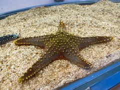 -上海海洋水族馆